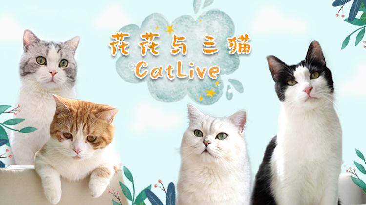 花花与三猫CatLive 2019